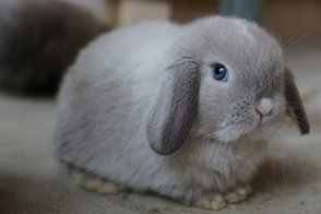 white holland lop with blue eyes